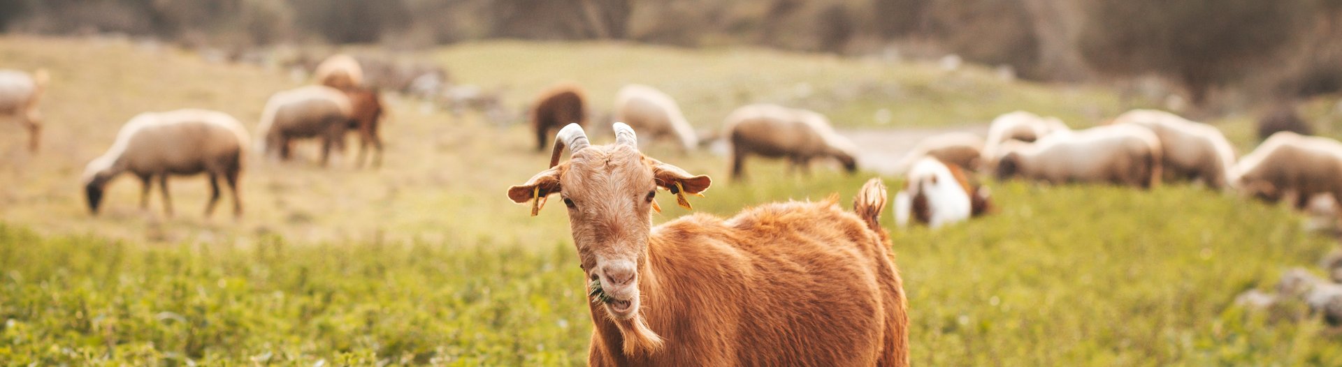 Sheep_and_goats_SecAnim_Daka